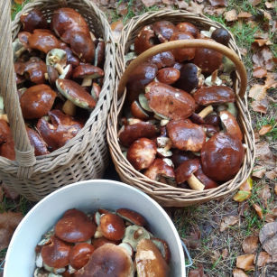 Park Drawieński Park Drawieński